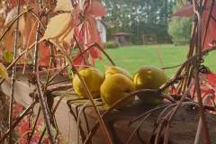 IMG-20220911-WA0006-1