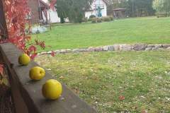 IMG-20220911-WA0007-1