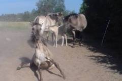 Lekko-dziki-konik-polski