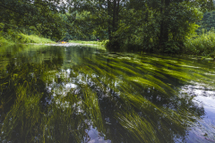 Kayaking on the Rospuda river, Poland
